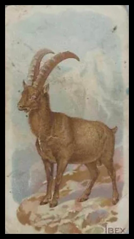 Ibex